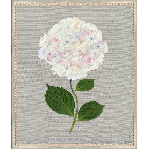 TLC- WHITE HYDRANGEA 8 20 X 24